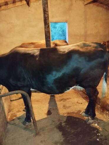 продажа домашних животных: Продаю | Корова (самка) | На откорм, На забой, Для разведения