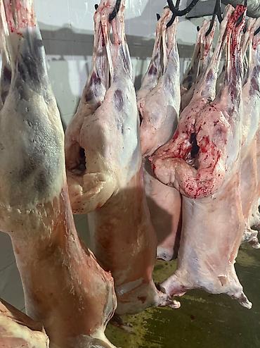 Баранина: Туши баранины на крюках - Цельные охлаждённые туши баранины — 9