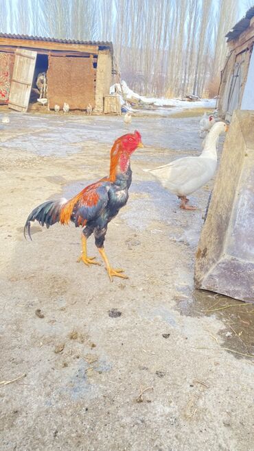 Куры, петухи: Продаю | Петух | Бойцовая | Для разведения — 4