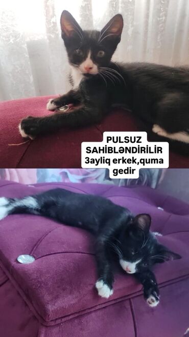 Pişiklər: Erkək, Yaxşı əllərə