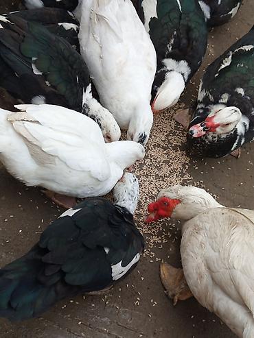 Ördəklər: Heyet balaca olduqdan satram 260 manata 12 dənədi 2 Erkey 10 dişi — 16