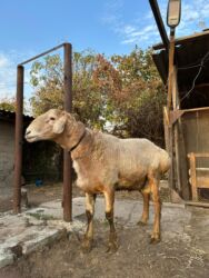 домик для кошка: Сатам | Кочкор (эркек) | Союуга | Жасалма жол менен боозутуу