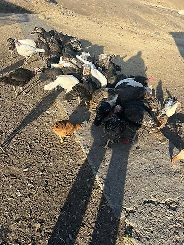 Индюки: Продаю | Индюшата | Для разведения — 11