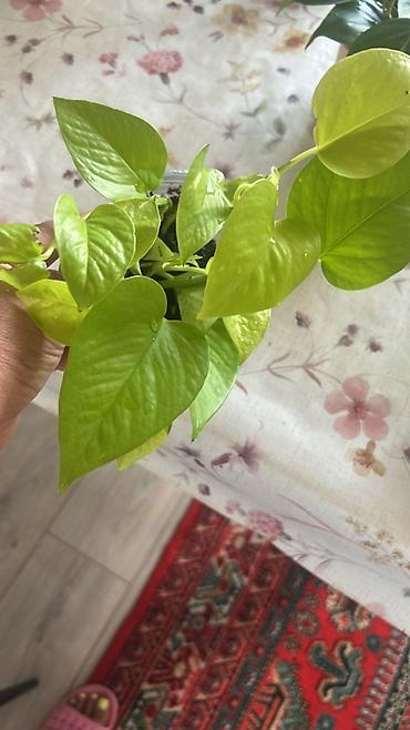 Эпипремнумы и сциндапсусы: Эпипремнум (Pothos) пестролистный — комнатное ампельное растение с — 13
