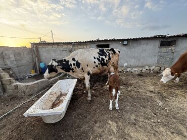 qurbanliq qoyun satisi 2020: Dişi, Simental, Holsteyn, il: 2, 10000 kq, Damazlıq, Südlük, Ətlik, Ödənişli çatdırılma