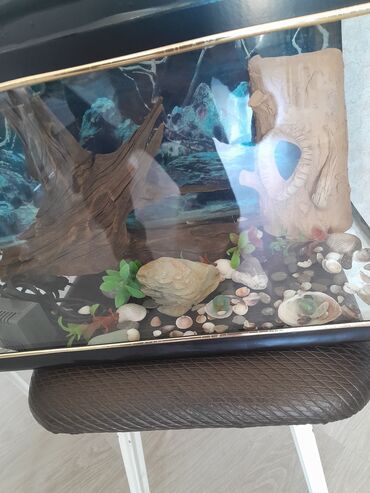 Akvariumlar: Hərşeyi var. qızdırıcı . filter . qraduz . və.s. hündürü 26sm. eni — 3