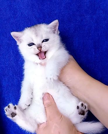 Pişiklər: Britan — 3