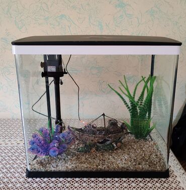 аквариум в баку: Рыбы