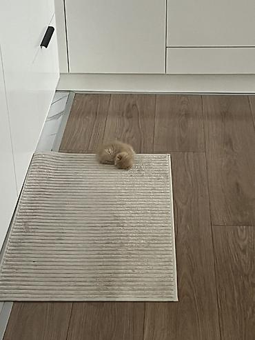 кролики калифорния купить: Кошка даром: Беспородная, 1 месяц, Мальчик — 2
