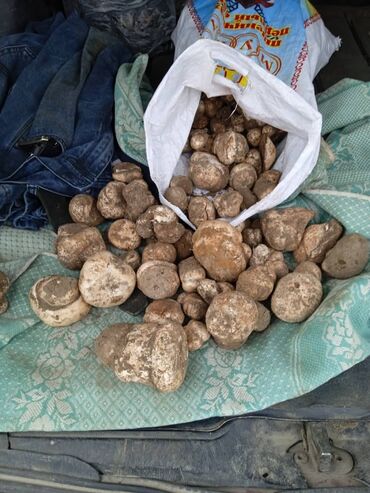 китайские продукты: Сбор: 18.05.24 Продаю грибы трюфель (белый), продаю в г.Бишкек, сбор