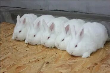 шуб из кролик: Чистокровные Новозеландские, Кролики, взрослые молодые готовые к