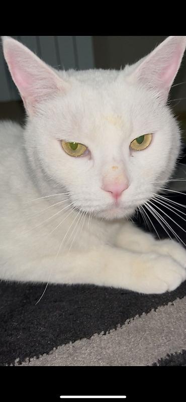 angora pişik: Ağ pişik – ev pişiyi - Rəngi: Tam ağ, qısa və yumşaq tüklü - Gözləri — 5