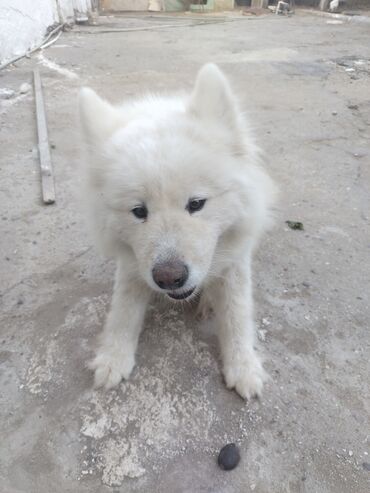 Samoyed, 1 ay, Dişi