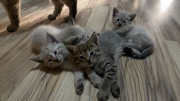 кошка с разными глазами: 1 месяц, Девочка, Белый
