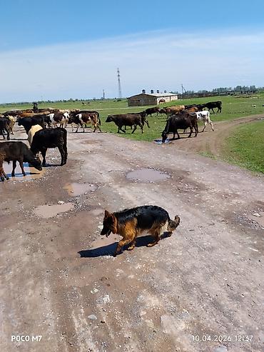 Продажа собак: Немецкая овчарка, 9 месяцев, Самка, С прививкой at lalafo.kg — 4 Продажа собак: Немецкая овчарка, 9 месяцев, Самка, С прививкой — 4