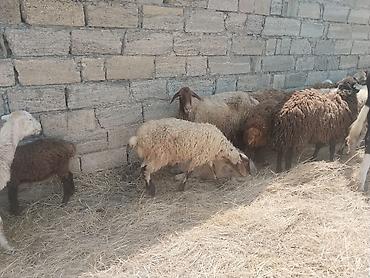 qala cinsi qoyun satilir: Salam tam saglam heyvanlar satilir qoyun quzu keci cepis qoc kime ne — 5