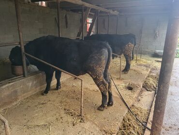 купить собаку чихуахуа: Сатам | Бука (эркек) | Бордоп семиртүү үчүн | Байланган