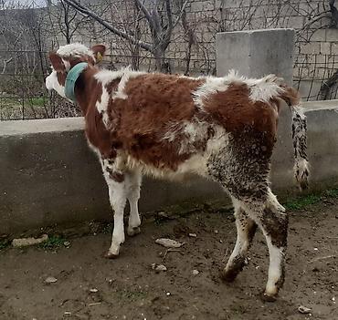 Dana, buzov: Dana, buzov, Dişi, ay: 1, 100 kq, Ətlik, Ünvandan götürmə, Ödənişli çatdırılma — 5