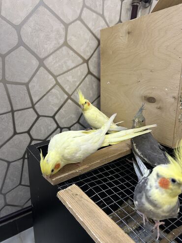 Tutuquşları: Erkək Korella papuqayı satılır Dekabrın 1-i doğulub Boz rəngi və — 19