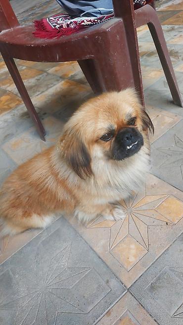 Pekines, 1 il, Erkək lalafo.az -da Pekines, 1 il, Erkək