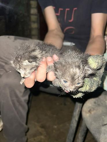 новорождённые котята: Кошка даром: Беспородная, 1 месяц, Мальчик, С прививками — 1
