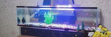akvarium filter: Dördbucaq akvarium, Balıqlarla birlikdə, 150 l, Ünvandan götürmə
