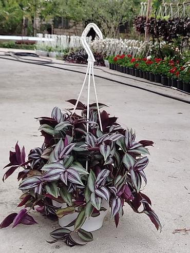 kalanxoye bitkisi: Sallanan saksıda “Tradescantia zebrina” (təlxəkotu, Wandering Jew) — 2