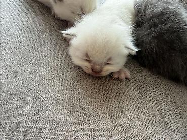 Pişiklər: Britan — 6