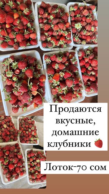 Фрукты и ягоды: Семена и саженцы Клубники, Самовывоз
