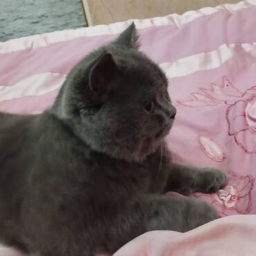 Pişiklər: Şotland, Erkək — 1