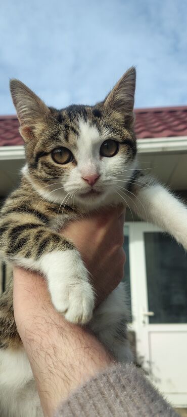 Pişiklər: Tabbi, Dişi, Yaxşı əllərə, Pulsuz çatdırılma — 3