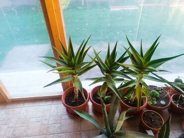 Sobne biljke: Aloe Vera više vrsta