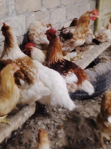 Yumurta: Ana sürünün mayalı yumurtaları satılır. Bütün vaksinasiyaları olunub — 2