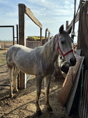 Лошади, кони: Продаю | Жеребец | Конный спорт — 17