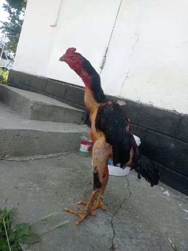 Птицы: Продаётся вьетнамец 10 месяцев спарринга не видел город Токмак