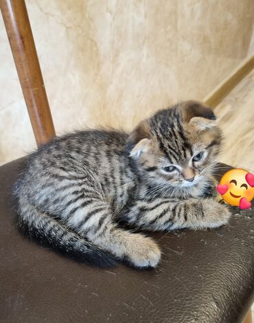 pişiyə verilən adlar: Şinşilla, Erkək