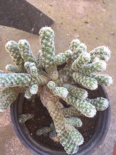 Kaktus: Kaktusi vise vrsta — 11