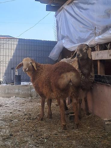 Баран, овца: Продаю | Овца (самка) | Для разведения | Матка — 5