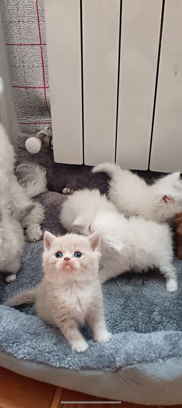 Pişiklər: Britan — 2