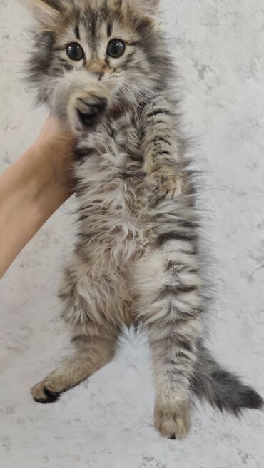 Pişiklər: Britan, Dişi, Yaxşı əllərə, Ödənişli çatdırılma — 1