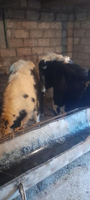 Dana, buzov: Malar satılır 2 dənə sağlamlıq düyədi.1kəsimə yarıyır.qiymət3100 — 7