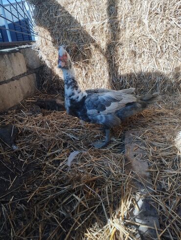 Ördəklər: Salam super damazliq ve kesimlik ucun agir heyvanlardi ag krasnadarlar — 12