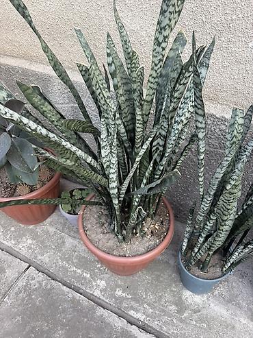 Комнатные растения: Сансевиерия (Sansevieria trifasciata, «щучий хвост», «тещин язык») в — 2
