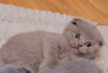 Кошки: Шотландская вислоухая — 1