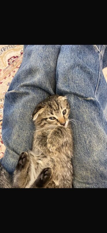 сколько стоит вислоухий котенок: Мышык бекер берилет: Скотиш Фолд (Шотландиялык шалпаң кулак), 3 айлык, Эркек