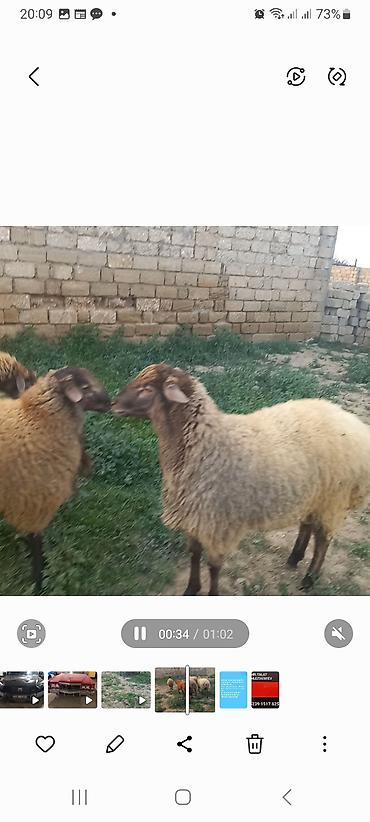 Quzu: 5 baş quzular öz Həyətimin Heyvanlaridir — 4