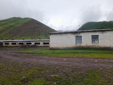 баран дорпер: Уй булолуу малчы керек Уй бакканга аппарат менен саалат шарты жакшы