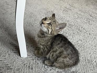 котик 1 месяц: Очень крутые и маленькие котята братья, 1.5-2 месяца пожалуйста — 1