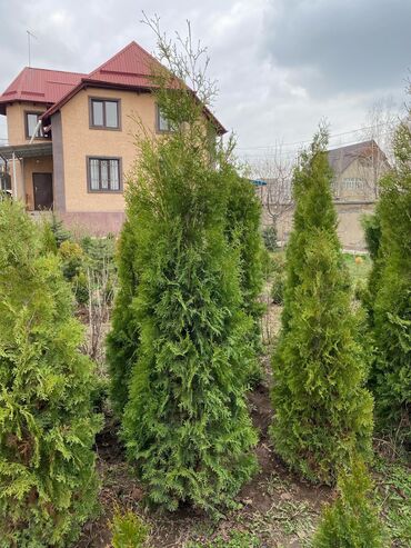 Декоративные деревья: Саженцы деревьев: Туи, Платная доставка — 17