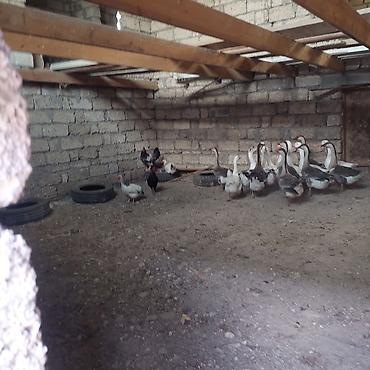 qaz cuceleri: Qaz və toyuq sürüsü - Növ: qarışıq qaz sürüsü (ağ və boz-rəngli) + — 3